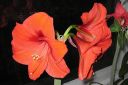 Amaryllis_28jaloritarinkukka292C_Hippeastrum_x_hortorum_IMG_6339.jpg