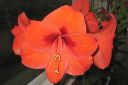 Amaryllis_28jaloritarinkukka292C_Hippeastrum_x_hortorum_IMG_6365.jpg