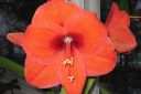 Amaryllis_28jaloritarinkukka292C_Hippeastrum_x_hortorum_IMG_7338.jpg