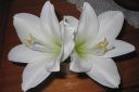 Amaryllis_28jaloritarinkukka292C_Hippeastrum_x_hortorum_IMG_8271.jpg