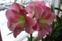 Amaryllis_28jaloritarinkukka292C_Hippeastrum_x_hortorum_IMG_8299.jpg