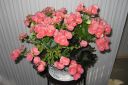 Annansilma_28joulubegonia292C_Begonia_x_cheimantha_var_IMG_7111.jpg