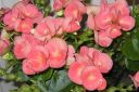 Annansilma_28joulubegonia292C_Begonia_x_cheimantha_var_IMG_7112.jpg