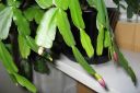 Joulukaktus2C_Schlumbergera_x_buckleyi_IMG_2046.jpg