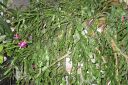 Tiedostonimi=Joulukaktus2C_Schlumbergera_x_buckleyi_IMG_2355.jpg
Tiedostokoko=99kt
Koko=600x399
Lisätty=13.03.2011 Joulukaktus2C_Schlumbergera_x_buckleyi_IMG_2355.jpg