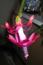 Joulukaktus2C_Schlumbergera_x_buckleyi_IMG_4119.jpg