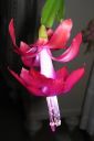 Joulukaktus2C_Schlumbergera_x_buckleyi_IMG_4120.jpg