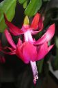 Joulukaktus2C_Schlumbergera_x_buckleyi_IMG_4121.jpg