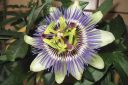 Karsimyskukka2C_Passiflora_caerulea_IMG_4375.jpg