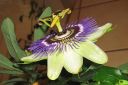 Karsimyskukka2C_Passiflora_caerulea_IMG_4376.jpg