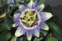 Karsimyskukka2C_Passiflora_caerulea_IMG_4379.jpg