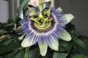 Karsimyskukka2C_Passiflora_caerulea_IMG_4383.jpg