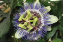 Karsimyskukka2C_Passiflora_caerulea_IMG_4406.jpg