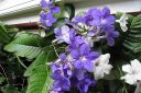 Kellosoilikki2C_Streptocarpus_x_hybridus_IMG_2563.jpg