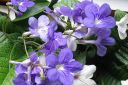 Kellosoilikki2C_Streptocarpus_x_hybridus_IMG_2564.jpg