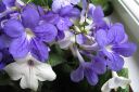 Kellosoilikki2C_Streptocarpus_x_hybridus_IMG_2566.jpg