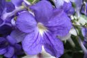 Kellosoilikki2C_Streptocarpus_x_hybridus_IMG_2567.jpg