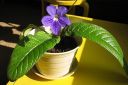 Kellosoilikki2C_Streptocarpus_x_hybridus_IMG_4485.jpg