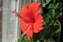 Kiinanruusu2C_Hibiscus_rosa-sinensis_IMG_0634.jpg