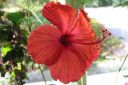 Kiinanruusu2C_Hibiscus_rosa-sinensis_IMG_5216.jpg