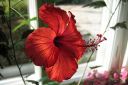 Kiinanruusu2C_Hibiscus_rosa-sinensis_IMG_5230.jpg