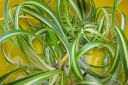 Kirjoronsylilja2C_Chlorophytum_comosum__Bonnie__IMG_1274.jpg