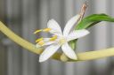 Kirjoronsylilja2C_Chlorophytum_comosum__Bonnie__IMG_2835.jpg