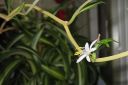 Kirjoronsylilja2C_Chlorophytum_comosum__Bonnie__IMG_2836.jpg