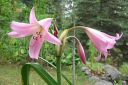 Kriinumi_28tarhakriinumi292C_Crinum_x_powellii_IMG_2992.jpg