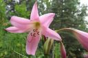 Kriinumi_28tarhakriinumi292C_Crinum_x_powellii_IMG_2993.jpg