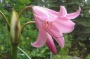 Kriinumi_28tarhakriinumi292C_Crinum_x_powellii_IMG_2994.jpg