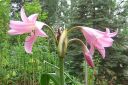 Kriinumi_28tarhakriinumi292C_Crinum_x_powellii_IMG_2995.jpg