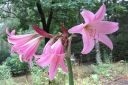 Kriinumi_28tarhakriinumi292C_Crinum_x_powellii_IMG_5086.jpg