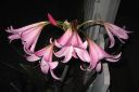 Kriinumi_28tarhakriinumi292C_Crinum_x_powellii_IMG_5448.jpg