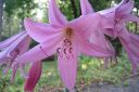 Kriinumi_28tarhakriinumi292C_Crinum_x_powellii_IMG_5651.jpg