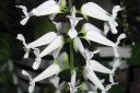 Kynttilaliisukka_28marraskuunkynttila292C_Plectranthus_oertendahlii_IMG_6369.jpg