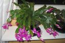 Marraskuunkaktus2C_Schlumbergera_truncata_IMG_6320.jpg