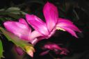 Marraskuunkaktus2C_Schlumbergera_truncata_IMG_6324.jpg