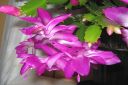 Marraskuunkaktus2C_Schlumbergera_truncata_IMG_6325.jpg