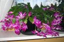 Marraskuunkaktus2C_Schlumbergera_truncata_IMG_6405.jpg