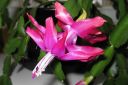 Marraskuunkaktus2C_Schlumbergera_truncata_IMG_6680.jpg