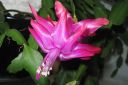 Marraskuunkaktus2C_Schlumbergera_truncata_IMG_6682.jpg