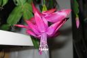 Marraskuunkaktus2C_Schlumbergera_truncata_IMG_8741.jpg