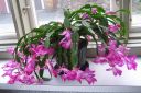 Marraskuunkaktus2C_Schlumbergera_truncata_IMG_9183.jpg