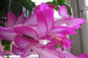 Marraskuunkaktus2C_Schlumbergera_truncata_IMG_9186.jpg