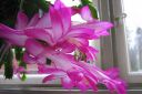 Marraskuunkaktus2C_Schlumbergera_truncata_IMG_9187.jpg