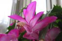 Marraskuunkaktus2C_Schlumbergera_truncata_IMG_9188.jpg