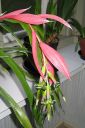 Nuokkupapinkaura2C_Billbergia_nutans_IMG_1310.jpg