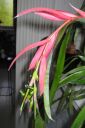 Nuokkupapinkaura2C_Billbergia_nutans_IMG_1312.jpg