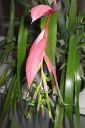 Nuokkupapinkaura2C_Billbergia_nutans_IMG_1313.jpg